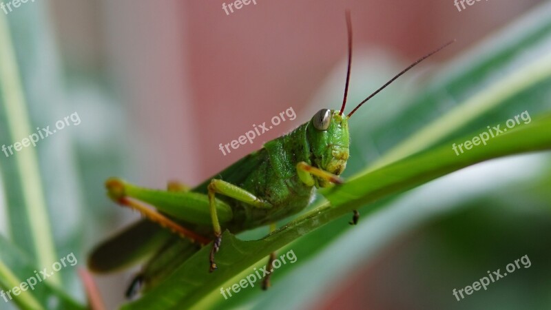 Grasshopper Green Insect Nature Bug