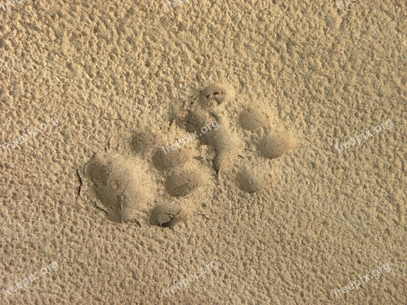 Ounce Feline Animal Footprint Free Photos