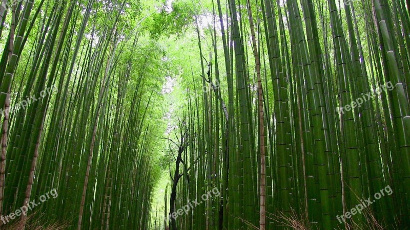 Bamboo Forest Plants Japan Free Photos