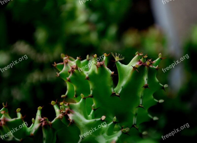 Flower Bone Dragon Do Duy Free Photos