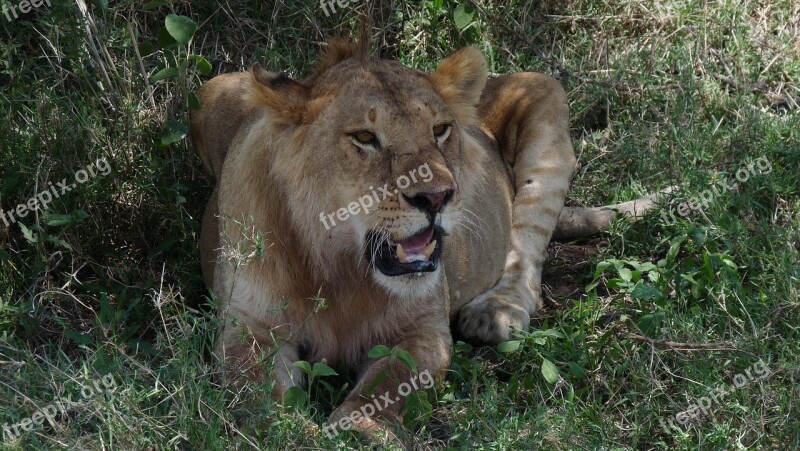 Tanzania Lion Safari Feline African Reserve