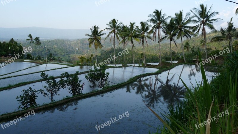 Bali Rice Field Reflections Indonesia Palm