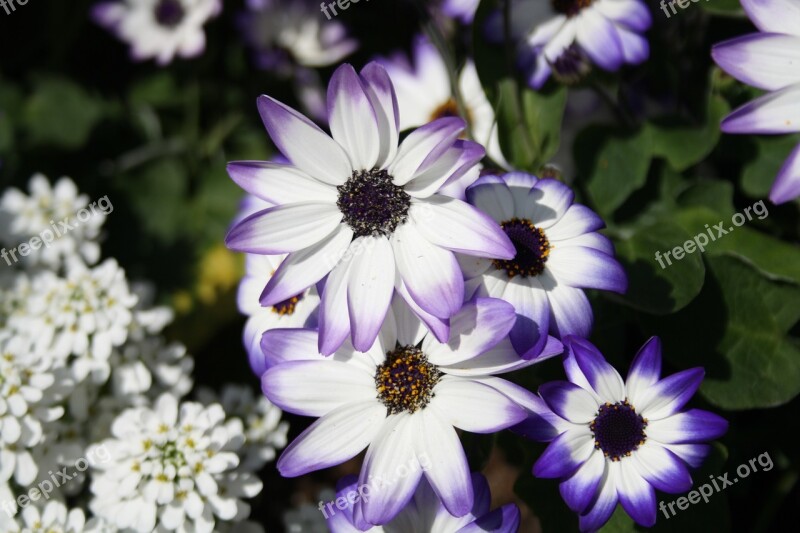 Flower White Violet Magerite Flowers