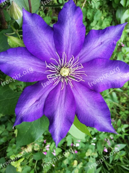 Clematita Flowers Free Photos