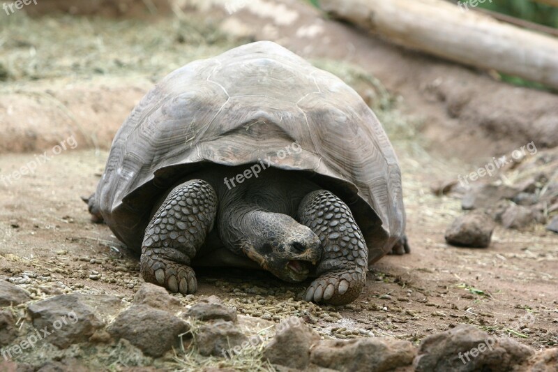 Turtle Nature Animal Zoo Animals