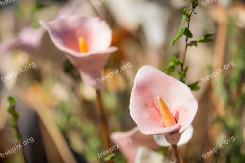 Flower Ceramic Blossom Bloom Earthenware