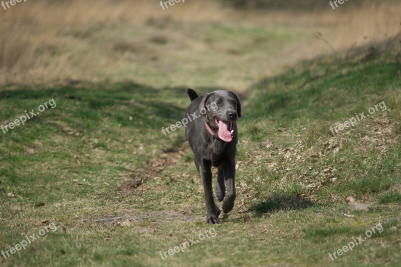 Dog Labrador Dog Playing Animal Outdoor