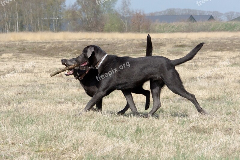 Dogs Playing Dog Labrador Dog Playing Animal