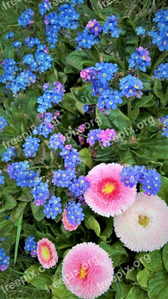 Forget Me Not Bellis Tausendschön Spring Flowers Blue