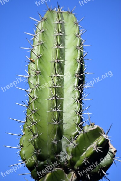 Cactus Plant Nature Green Garden