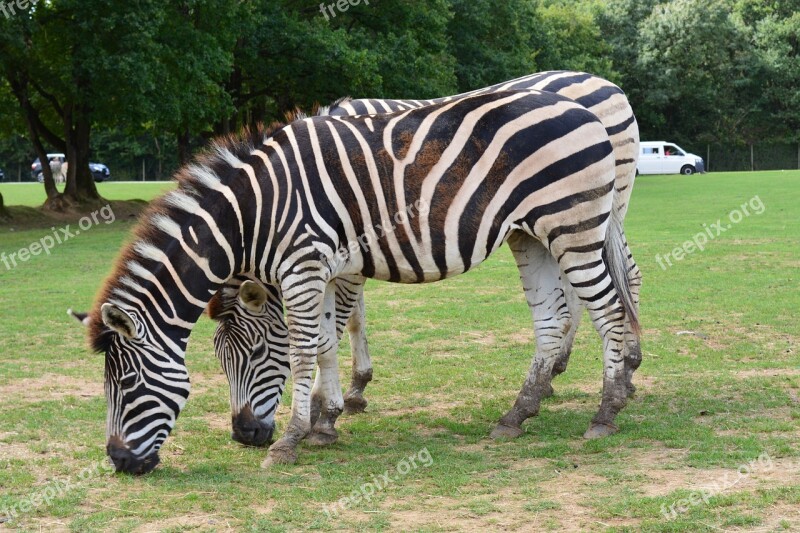 Zebra Nature Zoo Animal Animals