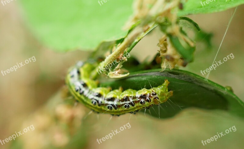 Caterpillar Boxwood Borer Pest Butterfly Destruction