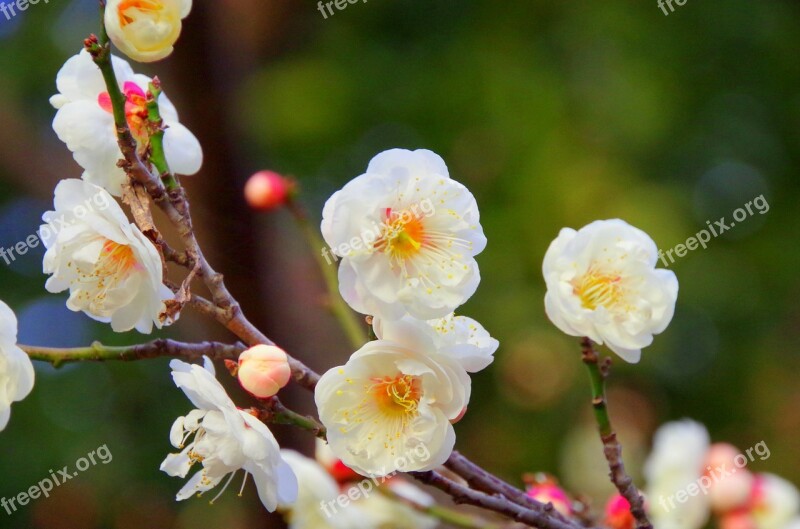 Plum Spring Plum Blossoms White Flowers Japan