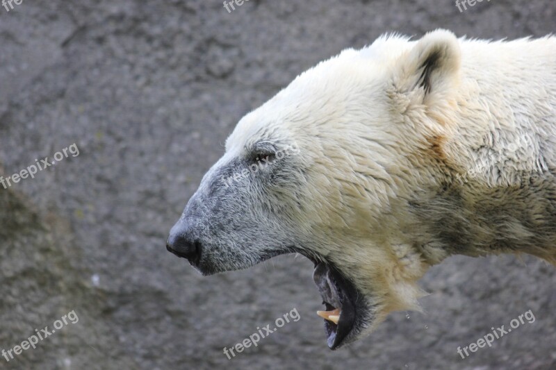 Polar Bear Bear White Bear Mammal Yawn