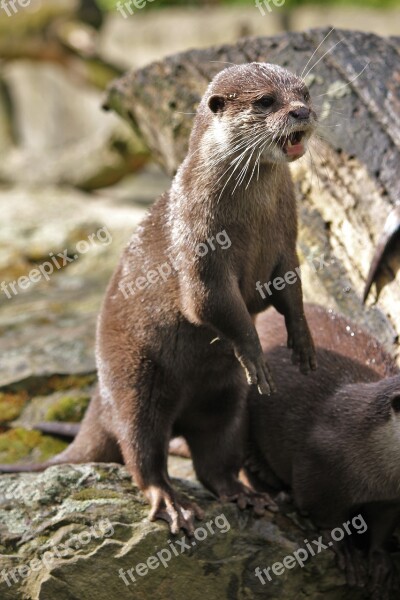 Otter Zoo Animal Water Mammal