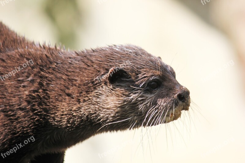 Otter Zoo Animal Water Mammal