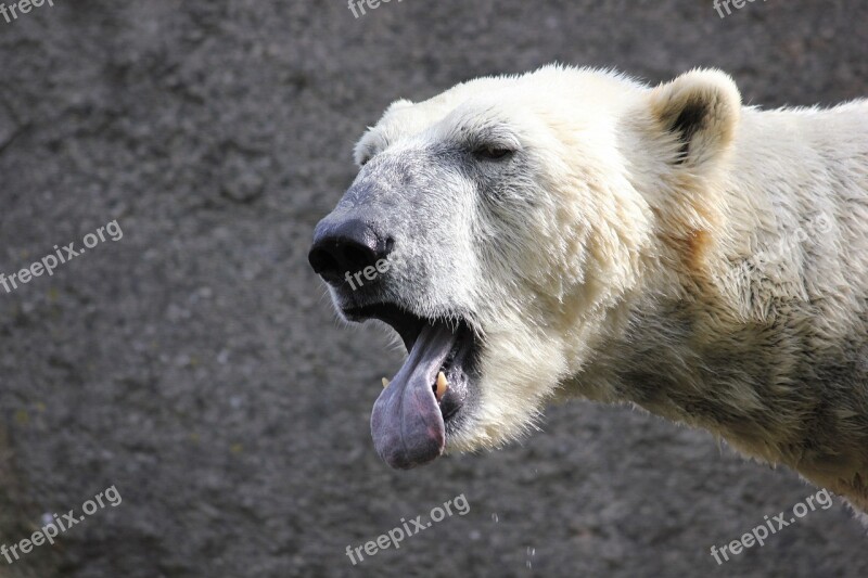 Polar Bear Bear White Bear Tongue Yawn