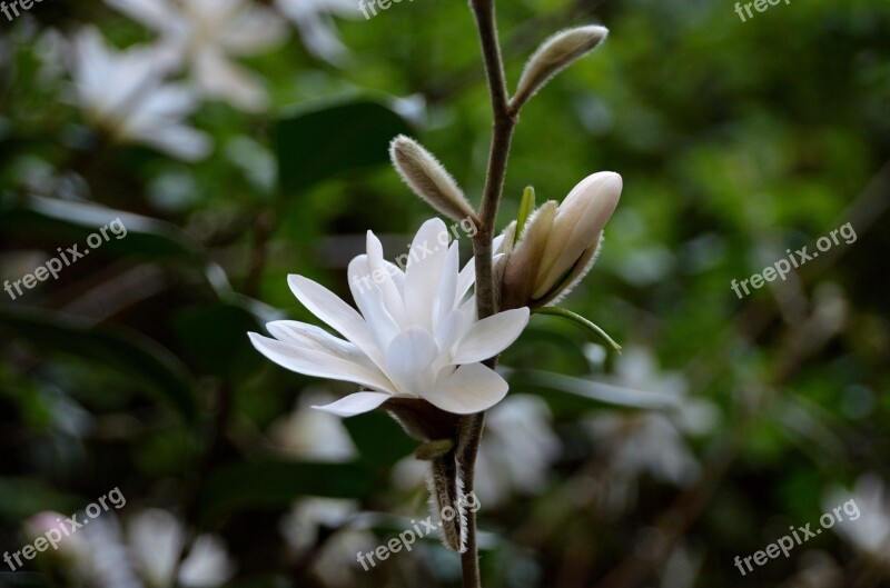 Magnolias Flowers White Flowers Spring Tree