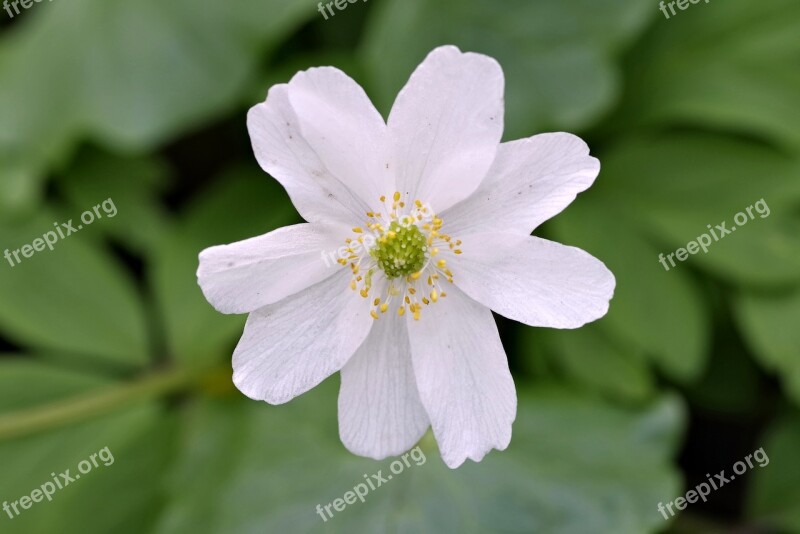 White Flower Yellow Stamens Biel The Petals Tiny