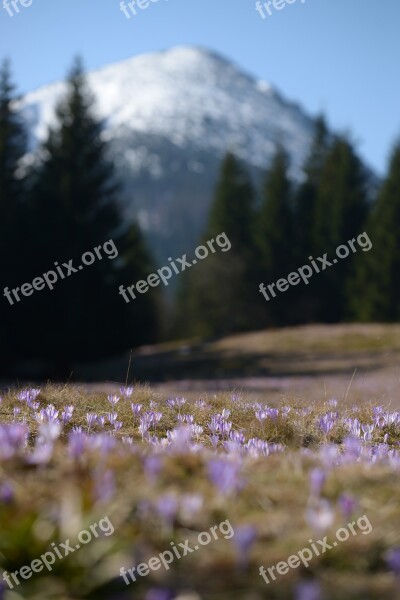 Mountains Crocus Spring Meadow Tatry