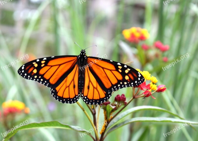 Fauna Insects Butterfly Monarch Summer