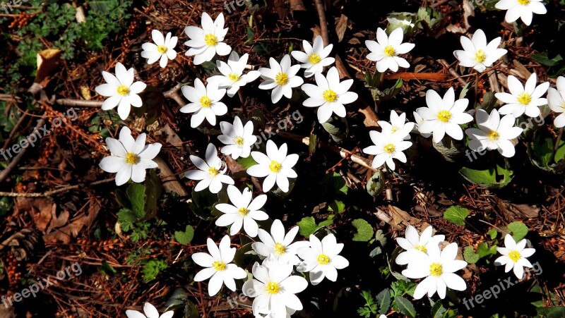 Flowers Anemones White Forest Spring