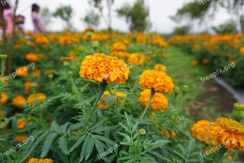 Flower Tropical Yellow Nature Tropical Flowers