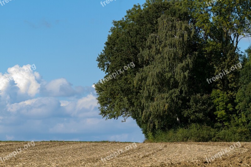 Tree Clouds Nature Blue Landscapes