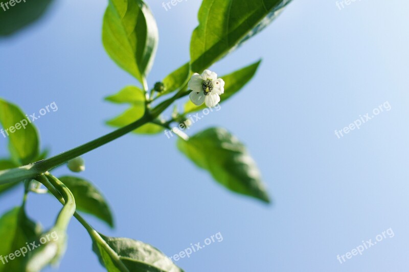 Flowers Pepper Nature Spring Vegetables