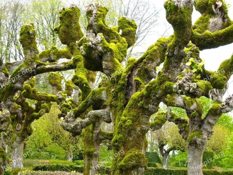 Linden Foam Tree Trunk Nature