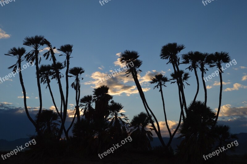 Tree Palm Palm Tree Tropical Nature