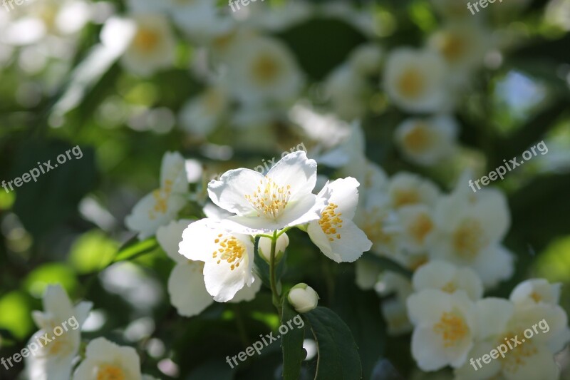 Jasmine Flower Spring Blossom Floral