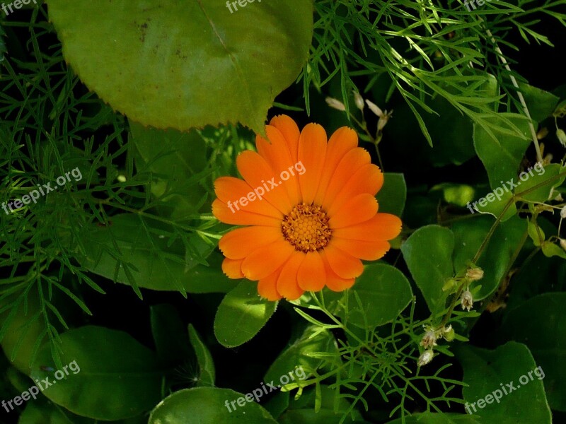 Flower Orange Green Different Leaves