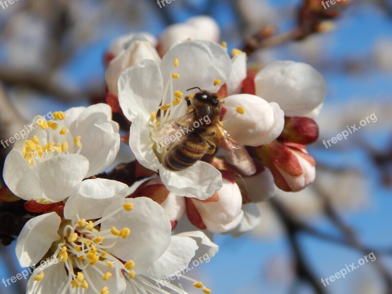 Blossoming Trees Wasp Free Photos