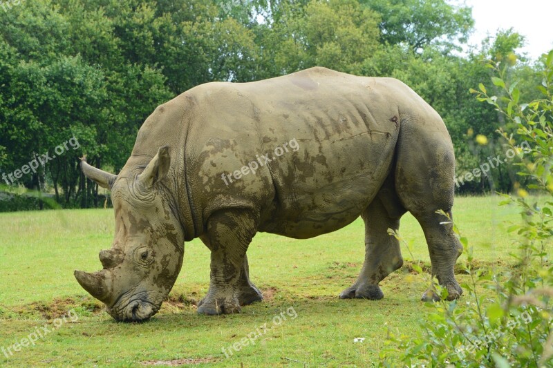 Rhinoceros Mammal Herbivore Nature Animal