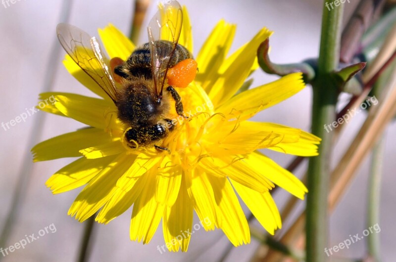 Bee Flower Pollen Honey Daisy