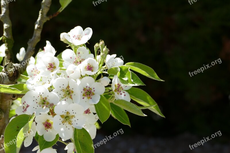 Flowers White Blossom Blossom White Plant