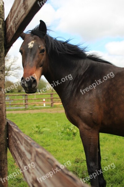 Horse Farm Field Animal Brown