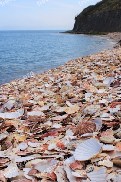 Beach Clam Shells Shells Clam Sea