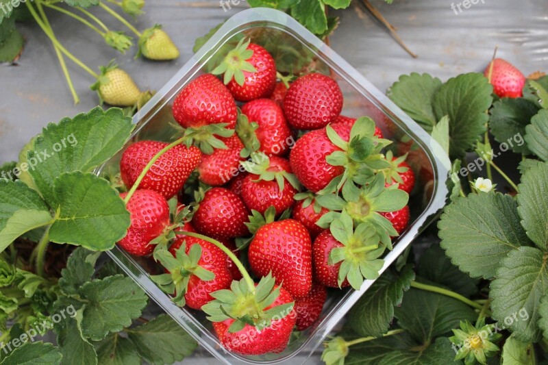 Strawberries Garden Farm Strawberry Organic