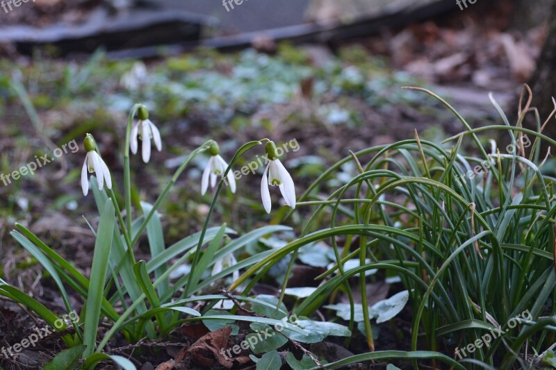 Spring Snowdrops Flowers Free Photos