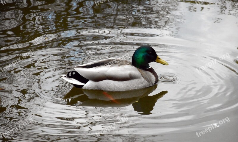 Duck Crossword Wild Birds Free Photos