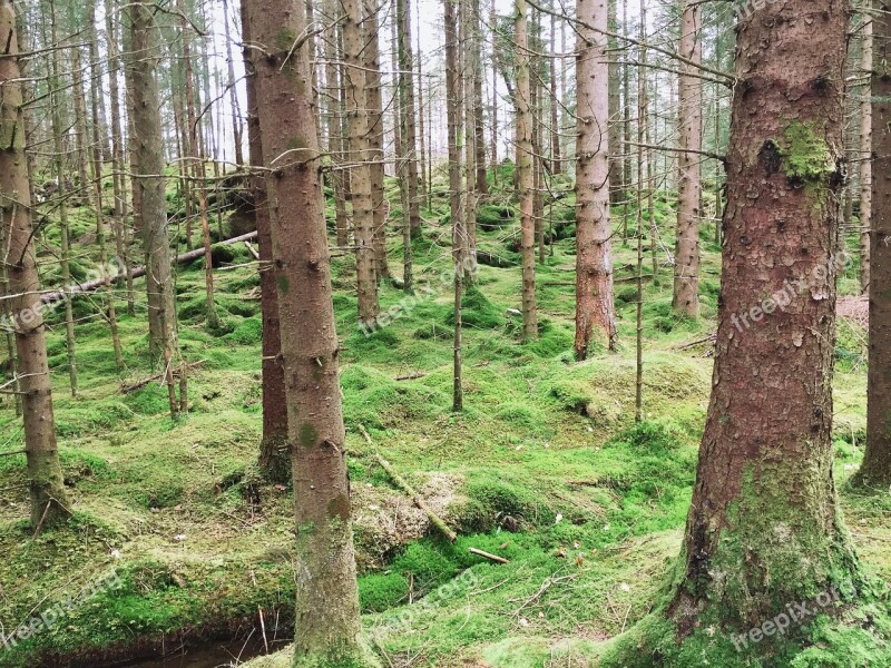 Forest Trees The Nature Of The Green Summer