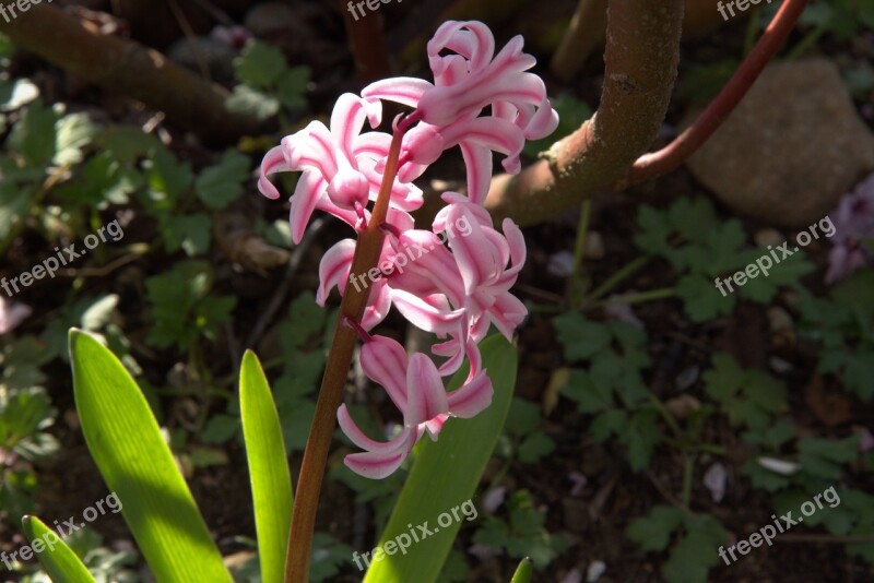 Spring Early Bloomer Crocus Pink Free Photos