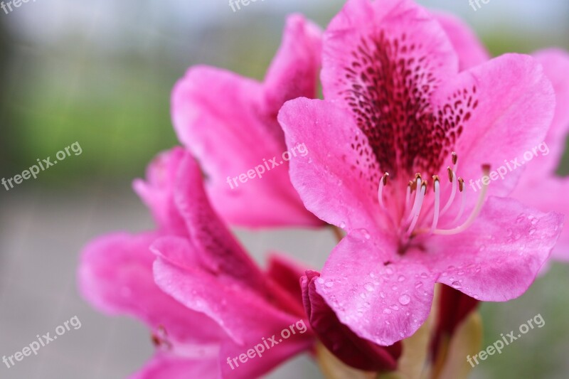 Flower Pink Japanese Rhododendrons Nature