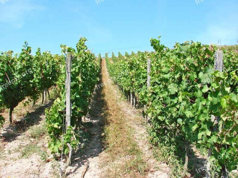 Vineyards Germany Rhine Rudesheim Vine