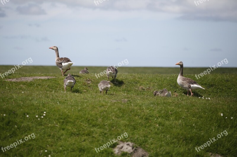 Dike North Sea Wild Geese Nordfriesland Sea