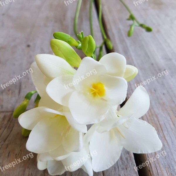 Freesia Flowers Bunch Of Flowers Free Photos