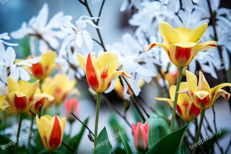 Spring Tulips Young Drove Bloom Nature