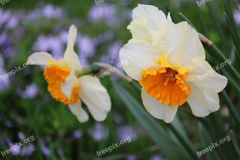 Daffodils Flowers Spring Blooming Nature